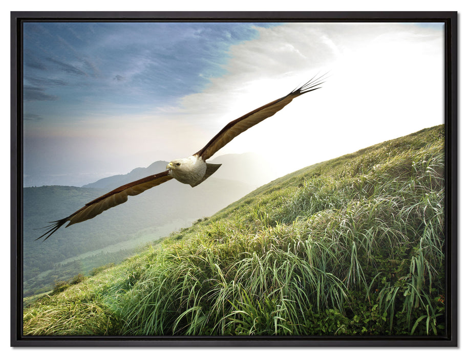 Majestätischer Weißkopfseeadler auf Leinwandbild gerahmt Größe 80x60