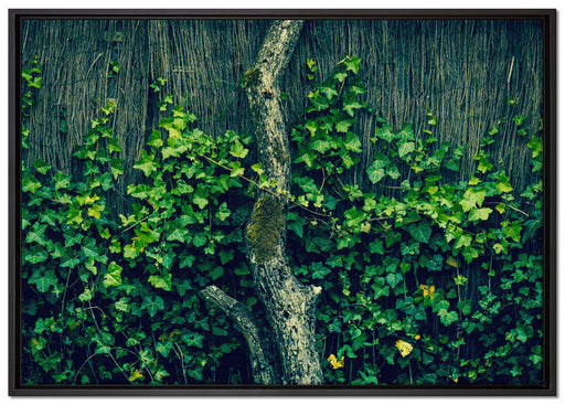 Efeuranke an einem alten Zaun auf Leinwandbild gerahmt Größe 100x70