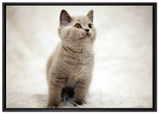 Niedliches Katzenbaby auf Teppich auf Leinwandbild gerahmt Größe 100x70