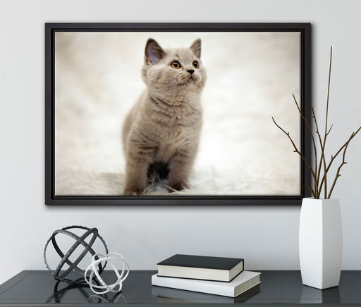 Niedliches Katzenbaby auf Teppich auf Leinwandbild gerahmt mit Kirschblüten