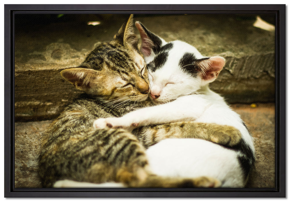 Liebende Kätzchen auf Leinwandbild gerahmt Größe 60x40