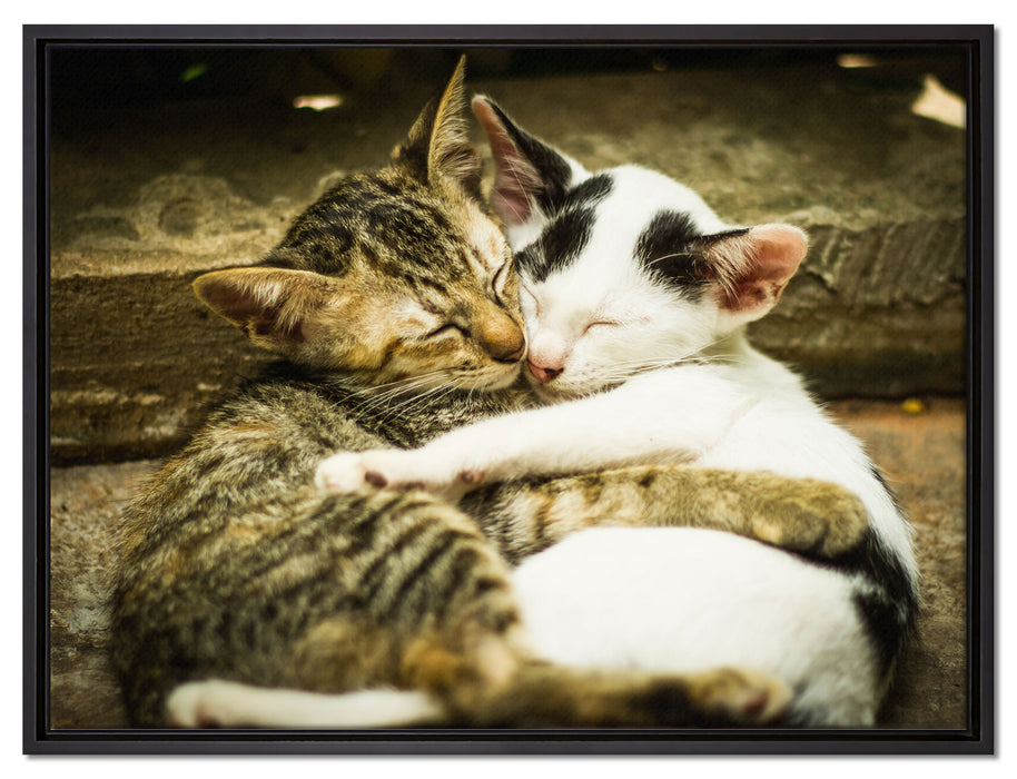 Liebende Kätzchen auf Leinwandbild gerahmt Größe 80x60