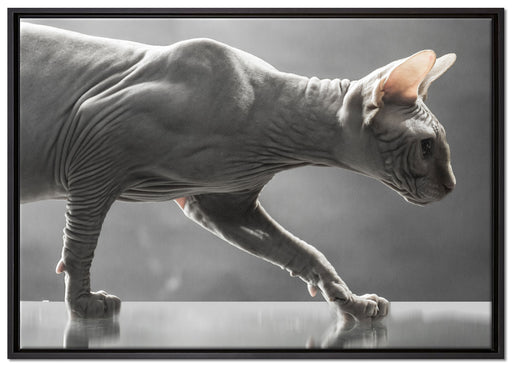 Einzigartige Sphynx Katze auf Leinwandbild gerahmt Größe 100x70