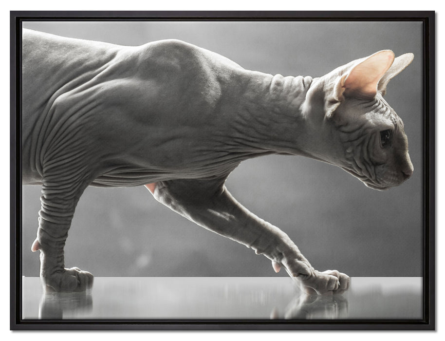 Einzigartige Sphynx Katze auf Leinwandbild gerahmt Größe 80x60
