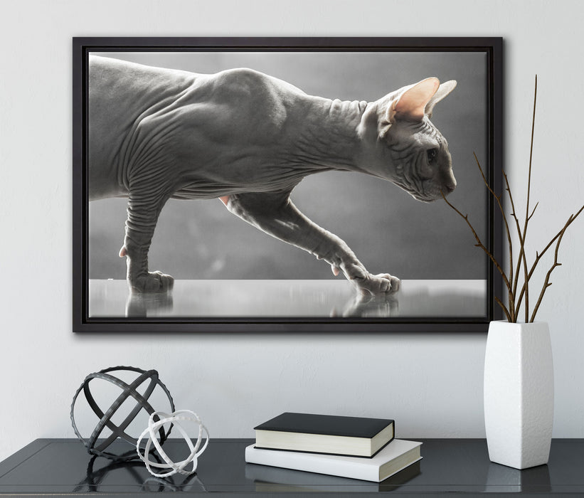 Einzigartige Sphynx Katze auf Leinwandbild gerahmt mit Kirschblüten