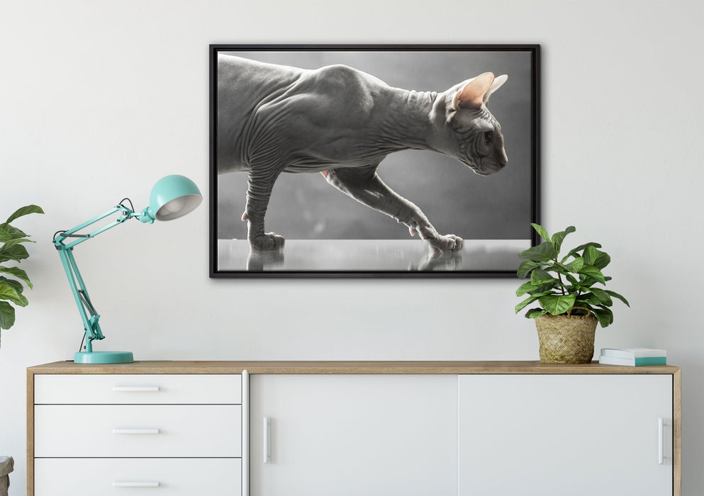 Einzigartige Sphynx Katze auf Leinwandbild gerahmt verschiedene Größen im Wohnzimmer