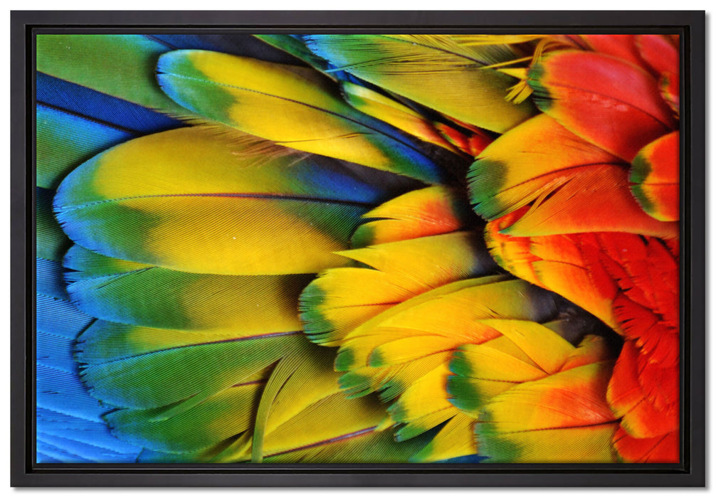 Bunte Papageienfedern auf Leinwandbild gerahmt Größe 60x40