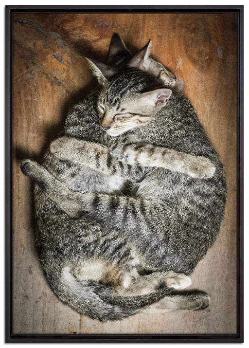 Kuschelnde Katzen auf Leinwandbild gerahmt Größe 100x70