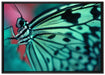 Wunderschöner Schmetterling auf Leinwandbild gerahmt Größe 100x70