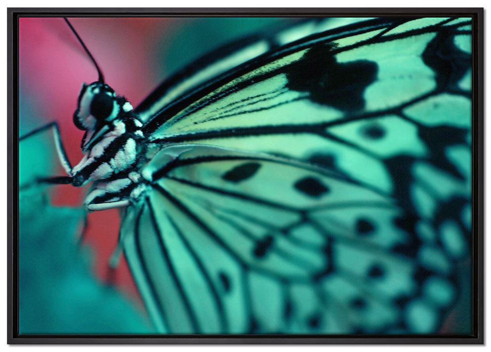 Wunderschöner Schmetterling auf Leinwandbild gerahmt Größe 100x70
