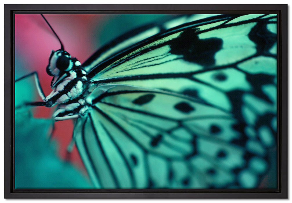 Wunderschöner Schmetterling auf Leinwandbild gerahmt Größe 60x40