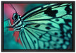 Wunderschöner Schmetterling auf Leinwandbild gerahmt Größe 60x40
