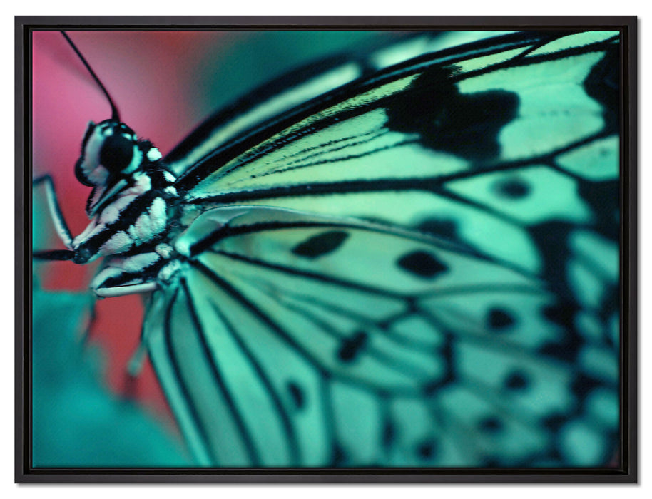 Wunderschöner Schmetterling auf Leinwandbild gerahmt Größe 80x60