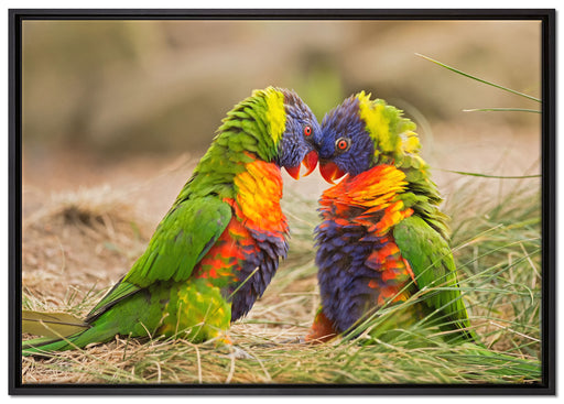 Kämpfende Allfarblori auf Leinwandbild gerahmt Größe 100x70