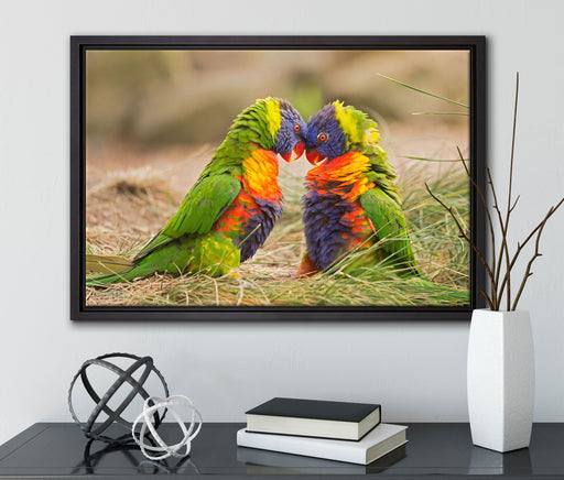 Kämpfende Allfarblori auf Leinwandbild gerahmt mit Kirschblüten