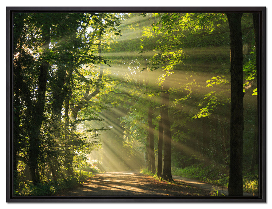 Waldweg im Frühling auf Leinwandbild gerahmt Größe 80x60