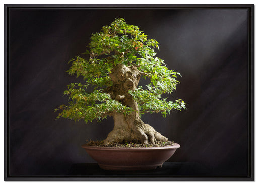 Kleiner Bonsaibaum auf Leinwandbild gerahmt Größe 100x70
