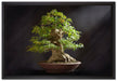 Kleiner Bonsaibaum auf Leinwandbild gerahmt Größe 60x40