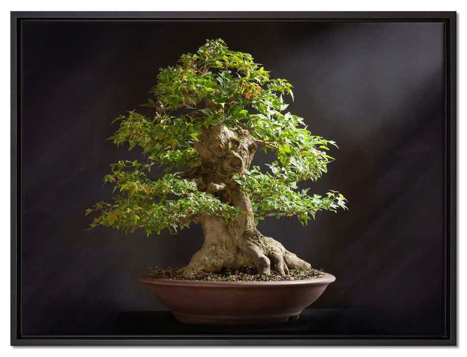 Kleiner Bonsaibaum auf Leinwandbild gerahmt Größe 80x60