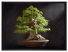 Kleiner Bonsaibaum auf Leinwandbild gerahmt Größe 80x60