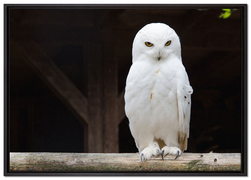 Weiße Schneeeule auf Leinwandbild gerahmt Größe 100x70