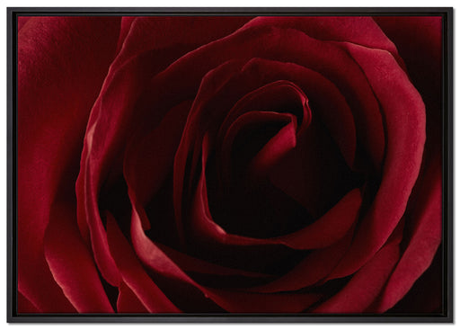 Rote Rose auf Leinwandbild gerahmt Größe 100x70