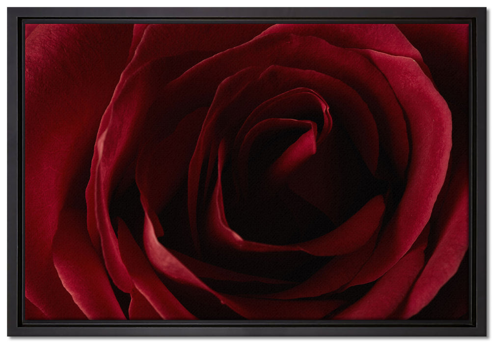 Rote Rose auf Leinwandbild gerahmt Größe 60x40