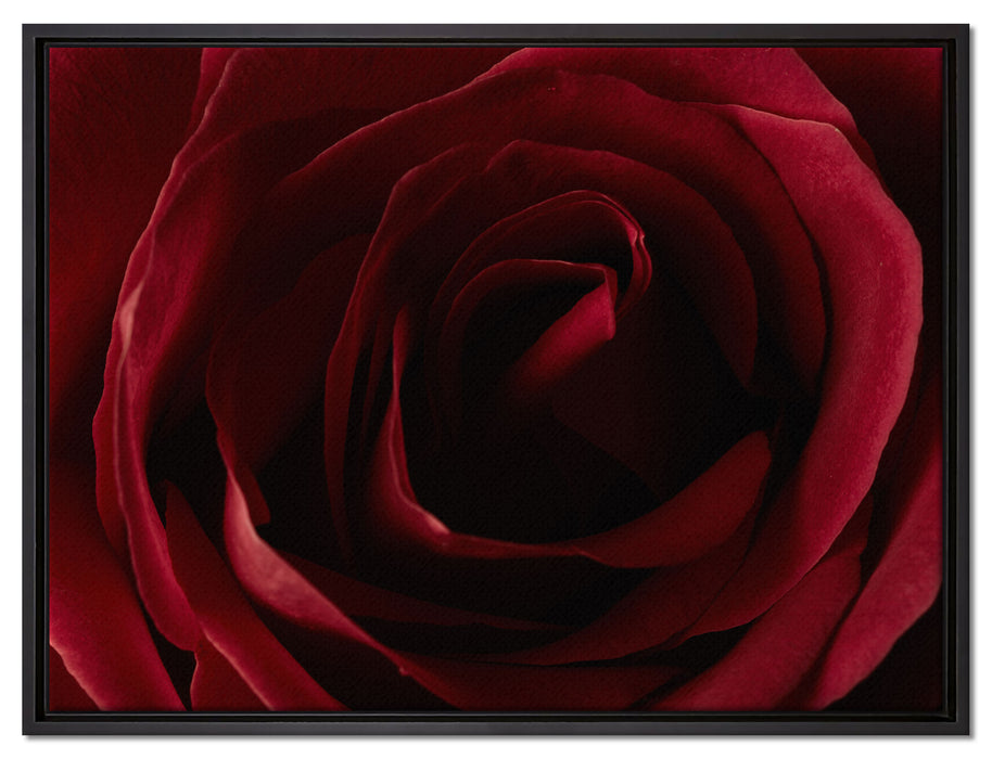 Rote Rose auf Leinwandbild gerahmt Größe 80x60