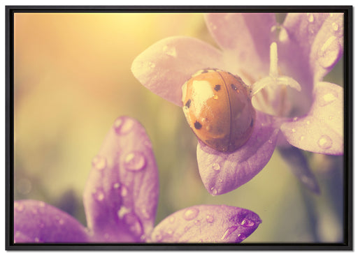 Marienkäfer auf Blüte auf Leinwandbild gerahmt Größe 100x70