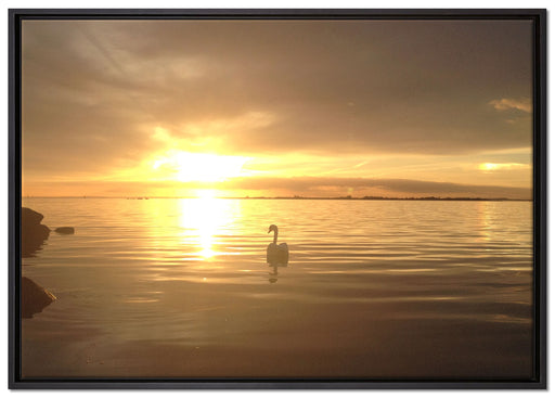 Einsamer Schwan auf See auf Leinwandbild gerahmt Größe 100x70
