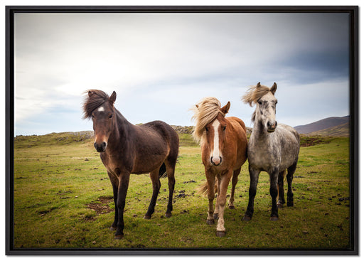 Drei wilde Islandpferde auf Leinwandbild gerahmt Größe 100x70