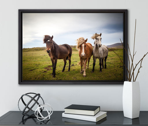 Drei wilde Islandpferde auf Leinwandbild gerahmt mit Kirschblüten