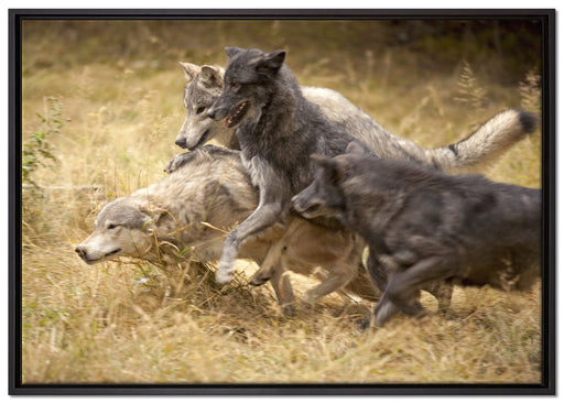 Tobendes Wolfsrudel auf Leinwandbild gerahmt Größe 100x70