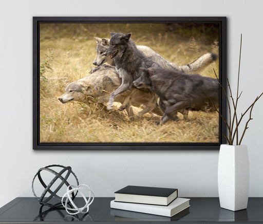 Tobendes Wolfsrudel auf Leinwandbild gerahmt mit Kirschblüten
