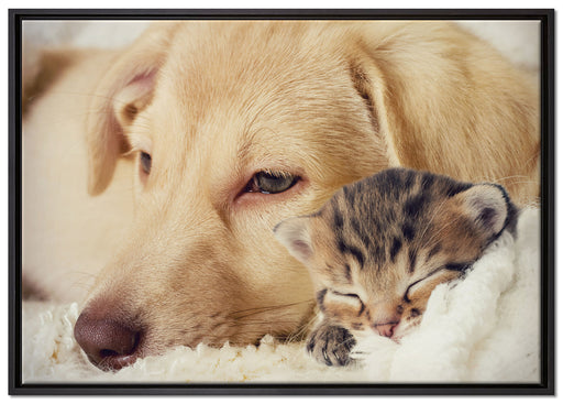 Träumendes Kätzchen neben Hund auf Leinwandbild gerahmt Größe 100x70