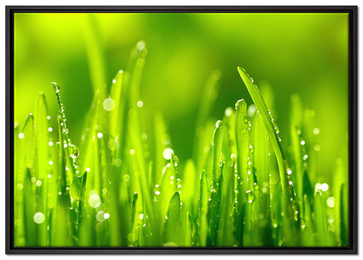Grashalme mit Tauwasser auf Leinwandbild gerahmt Größe 100x70