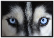 Eisblaue Huskyaugen auf Leinwandbild gerahmt Größe 100x70