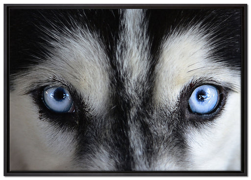 Eisblaue Huskyaugen auf Leinwandbild gerahmt Größe 100x70