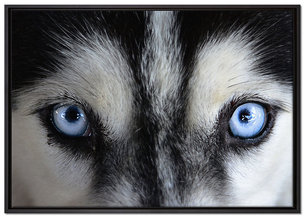 Eisblaue Huskyaugen auf Leinwandbild gerahmt Größe 100x70