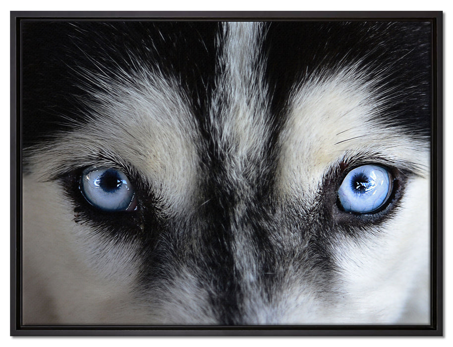 Eisblaue Huskyaugen auf Leinwandbild gerahmt Größe 80x60