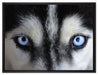 Eisblaue Huskyaugen auf Leinwandbild gerahmt Größe 80x60