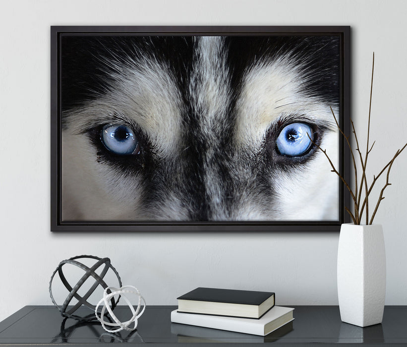 Eisblaue Huskyaugen auf Leinwandbild gerahmt mit Kirschblüten