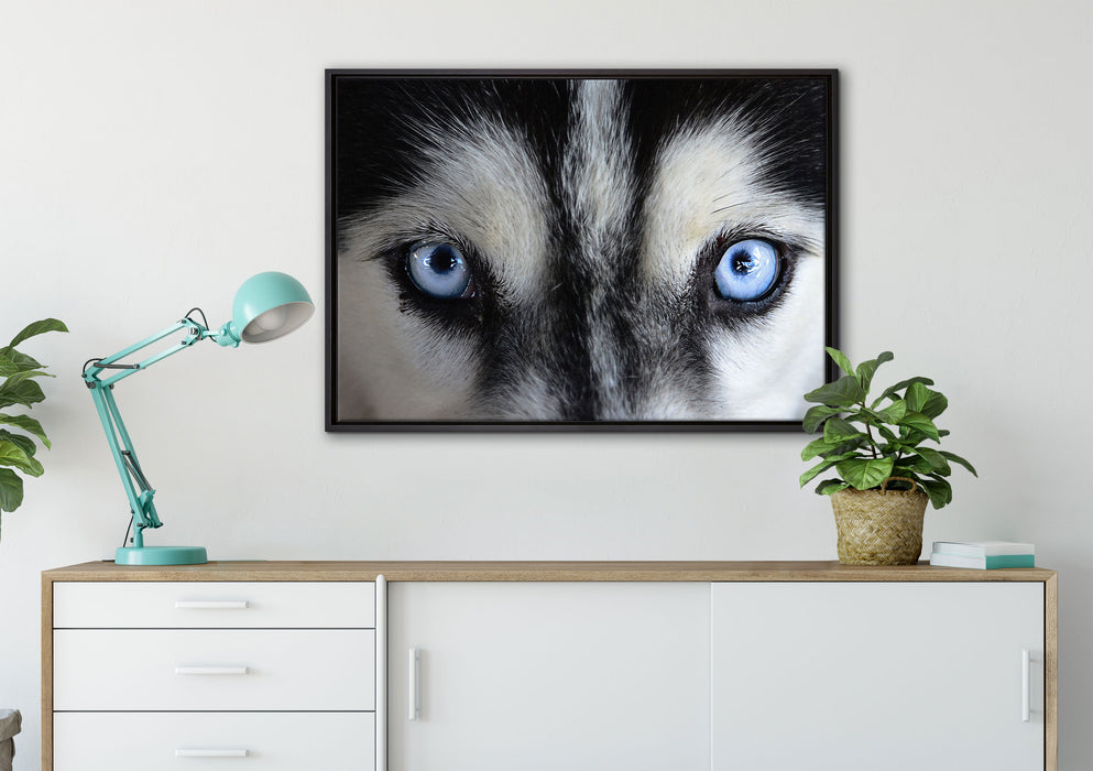 Eisblaue Huskyaugen auf Leinwandbild gerahmt verschiedene Größen im Wohnzimmer