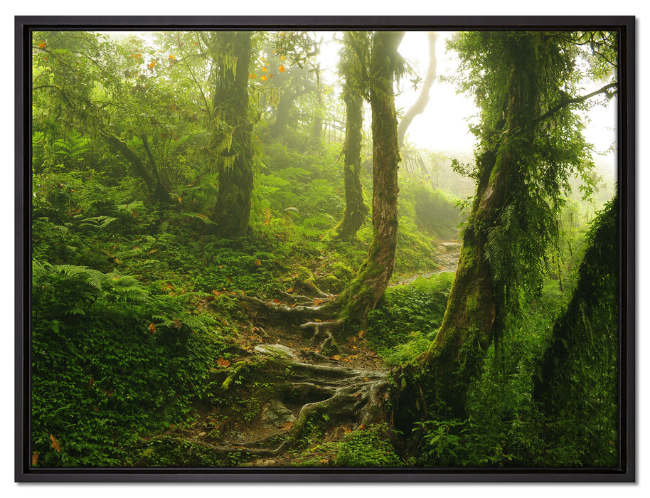 Unberührter Regenwald auf Leinwandbild gerahmt Größe 80x60