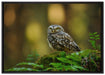 Niedliche Babyeule auf Leinwandbild gerahmt Größe 100x70