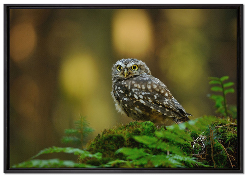 Niedliche Babyeule auf Leinwandbild gerahmt Größe 100x70