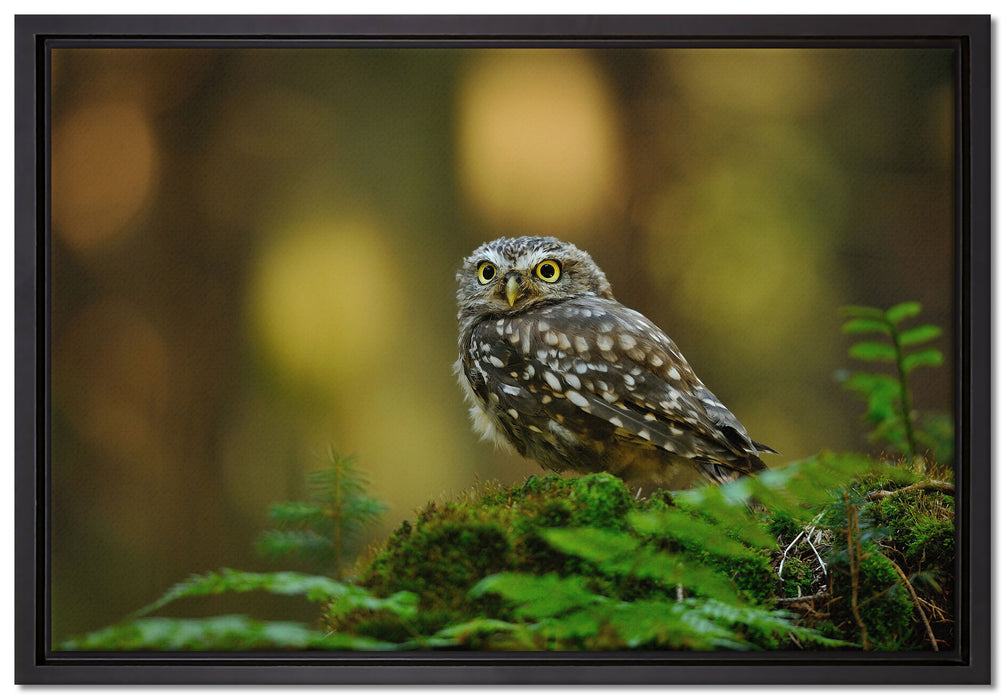 Niedliche Babyeule auf Leinwandbild gerahmt Größe 60x40