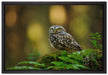 Niedliche Babyeule auf Leinwandbild gerahmt Größe 60x40