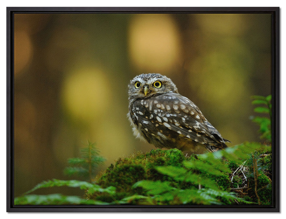 Niedliche Babyeule auf Leinwandbild gerahmt Größe 80x60