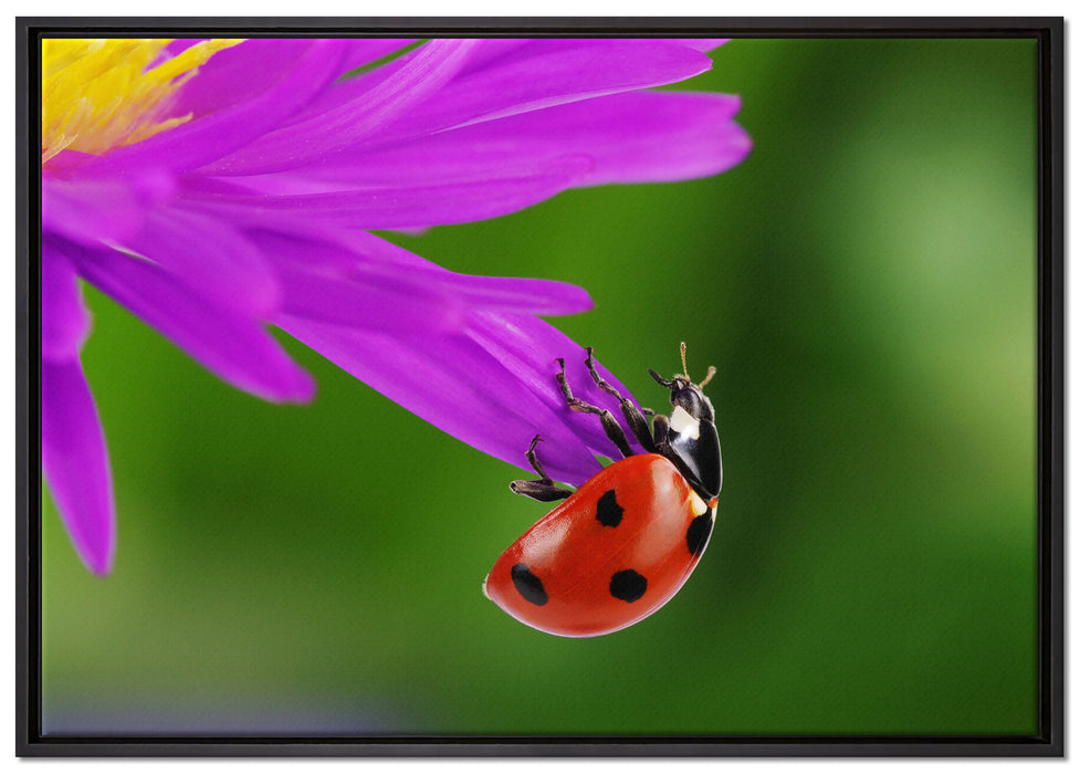 Marienkäfer auf Gerberablüte auf Leinwandbild gerahmt Größe 100x70